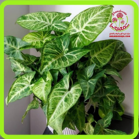 گیاه سینگونیوم - Arrowhead Plant