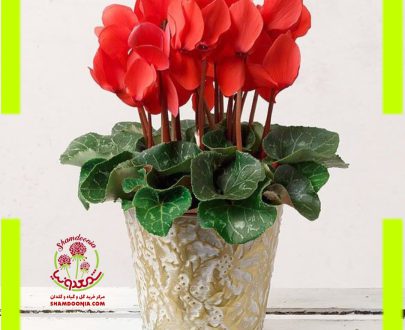سیکلامن گل قرمز - Cyclamen Red