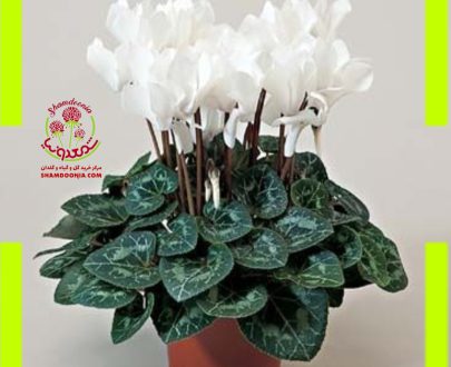 سیکلامن گل سفید - Cyclamen White