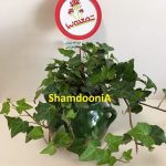 گیاه پاپیتال مینیاتوری در گلدان سفالی طرح دیزی