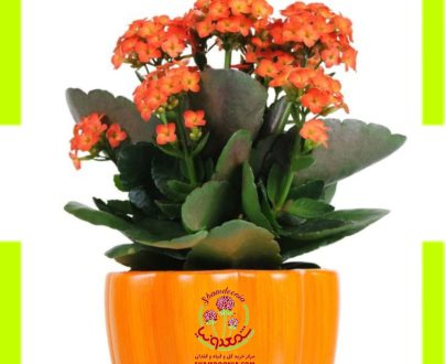 کالانکوآ گل نارنجی - Kalanchoe Orange