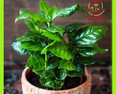 گیاه قهوه - Coffee Plant