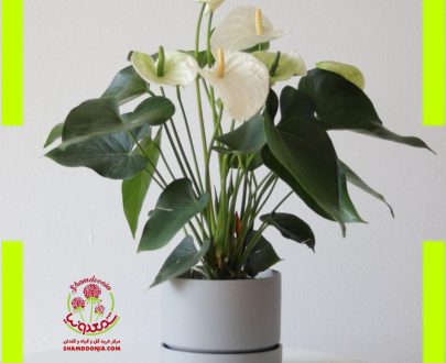 آنتوریوم گل سفید - Anthurium White