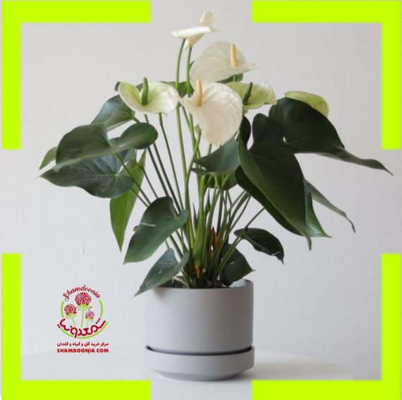 آنتوریوم گل سفید - Anthurium White