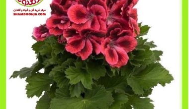 شمعدانی اژدر گل قرمز - Red Pelargonium domesticum