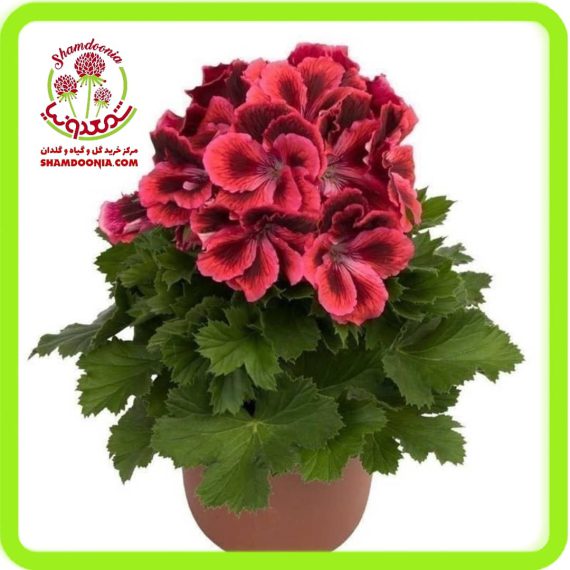 گیاه شمعدانی اژدرقرمز - Red Pelargonium domesticum