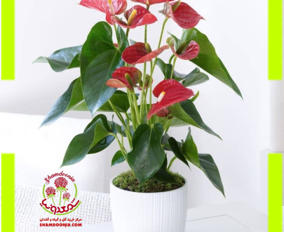 آنتوریوم گل قرمز هلندی - Anthurium Red Flowers