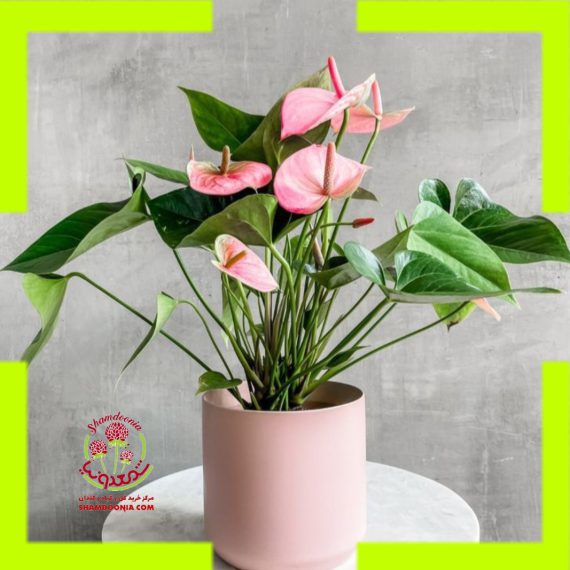 آنتوریوم گل صورتی - Anthurium Pink