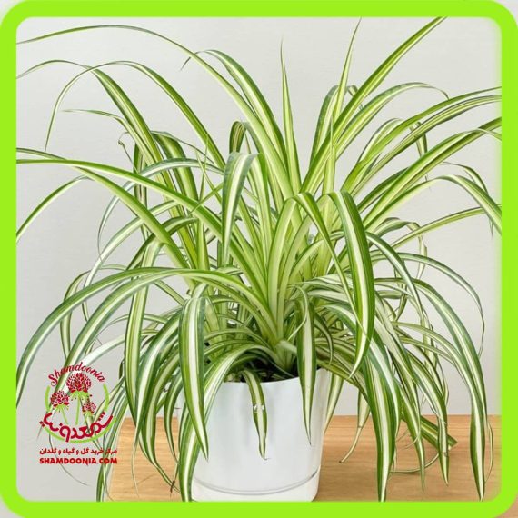 گیاه گندمی - Spider Plant