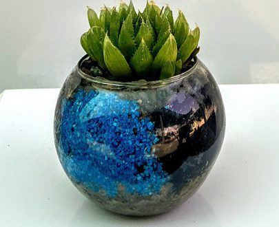 هاوارتیا کوپری در گلدان شیشه ای