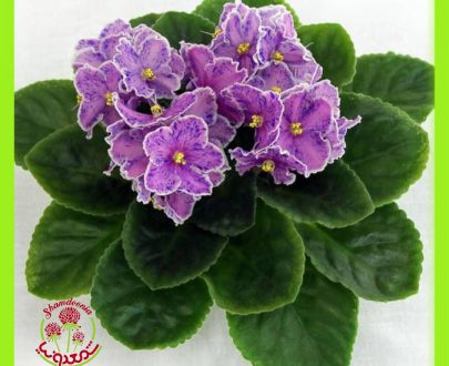 بنفشه آفریقایی - African violets