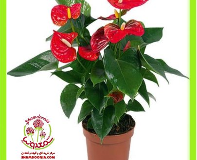 آنتوریوم گل قرمز - Red Anthurium