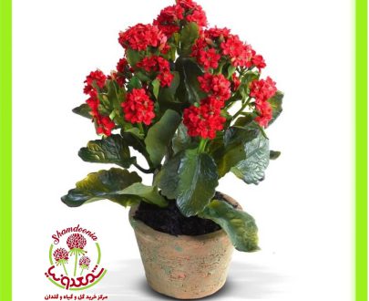 گیاه کالانکوآ قرمز - Red Kalanchoe Plant