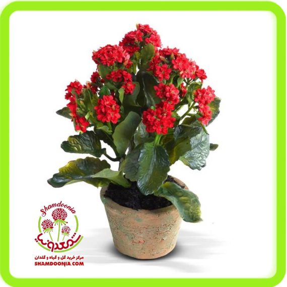 کالانکوآ گل قرمز - Red Kalanchoe Plant