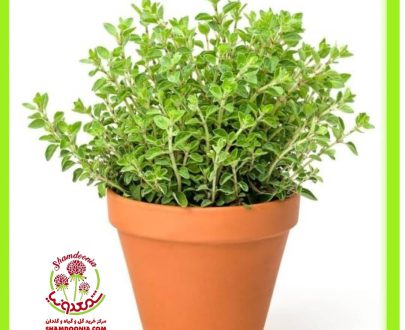 Organic Thyme pot - گلدان آویشن ارگانیک