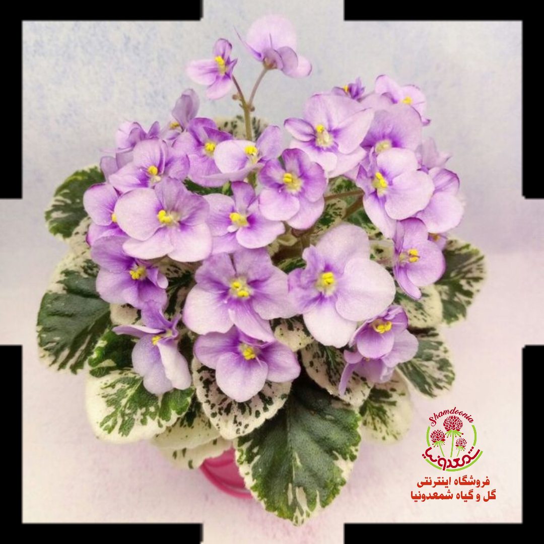 بنفشه آفریقایی ابلق گل یاسی