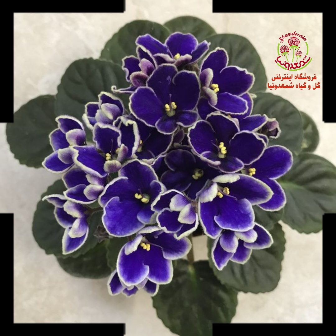 بنفشه آفریقایی Optimara Idahoo